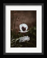 White Poppies Fine Art Print