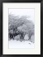 Winter Storm Fine Art Print