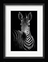 Zebra Fine Art Print