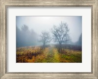 Magic Meadow Apples Fine Art Print