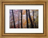 October Trees Fine Art Print