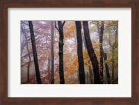 October Trees Fine Art Print