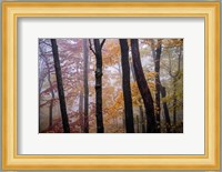 October Trees Fine Art Print