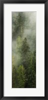 Smoky Forest Panel I Framed Print
