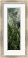 Smoky Forest Panel II Fine Art Print