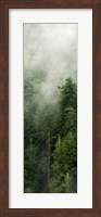 Smoky Forest Panel III Fine Art Print