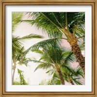 Bright Oahu Palms I Fine Art Print