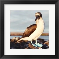 Blue Footed Booby Fine Art Print