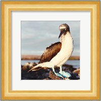 Blue Footed Booby Fine Art Print