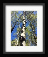 Aspens Reaching for the Sky Fine Art Print