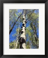 Aspens Reaching for the Sky Fine Art Print