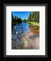 Peaceful Stream Fine Art Print