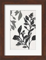 Botanical In Noir I Fine Art Print
