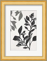 Botanical In Noir I Fine Art Print