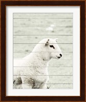 A White Sheep Fine Art Print