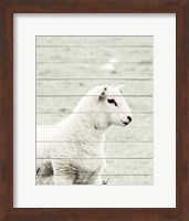 A White Sheep Fine Art Print