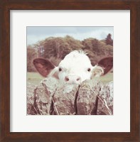 Peek-a-Boo Cow Fine Art Print
