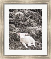Sheep Vibes Fine Art Print