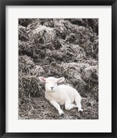Sheep Vibes Fine Art Print