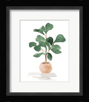 Potted Fiddle Fig Tree I Framed Print