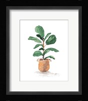 Potted Fiddle Fig Tree II Fine Art Print