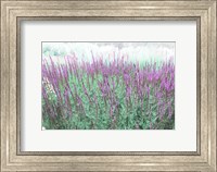 Lavender Garden Fine Art Print
