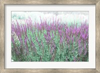 Lavender Garden Fine Art Print