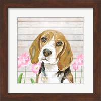 Beagle With Flowers Fine Art Print