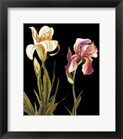 The Garden at Night II Framed Print