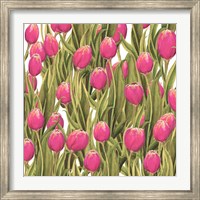 Tulip Symphony II Fine Art Print