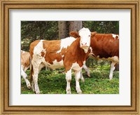 Swiss Cows Fine Art Print