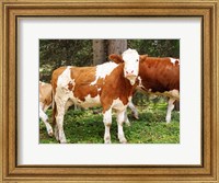 Swiss Cows Fine Art Print