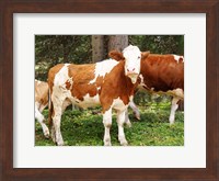 Swiss Cows Fine Art Print