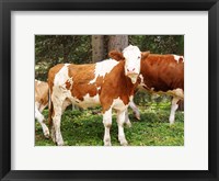 Swiss Cows Fine Art Print