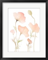 Early Summer Poppies I Framed Print