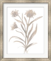 Beige Herb II Fine Art Print