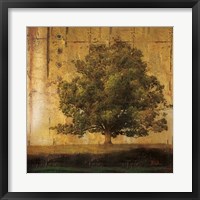 Aged Tree I Framed Print