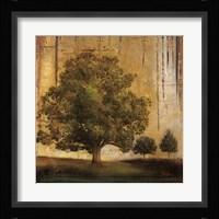 Aged Tree II Framed Print