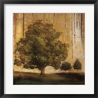 Aged Tree II Framed Print