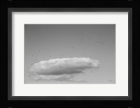 Flock in Flight Fine Art Print