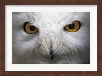 Snowy Owl Stare Fine Art Print