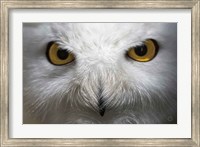 Snowy Owl Stare Fine Art Print