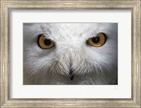 Snowy Owl Stare Fine Art Print