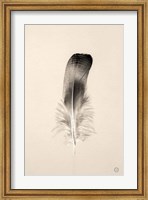 Floating Feathers IV Sepia Fine Art Print