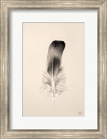 Floating Feathers IV Sepia Fine Art Print