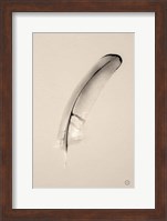 Floating Feathers III Sepia Fine Art Print