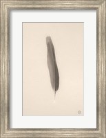 Floating Feathers II Sepia Fine Art Print