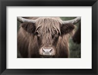 Cow Nose Light Fine Art Print
