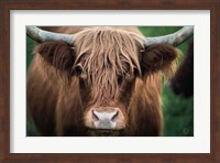 Cow Nose Fine Art Print