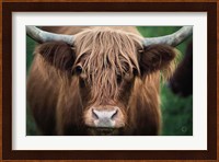 Cow Nose Fine Art Print